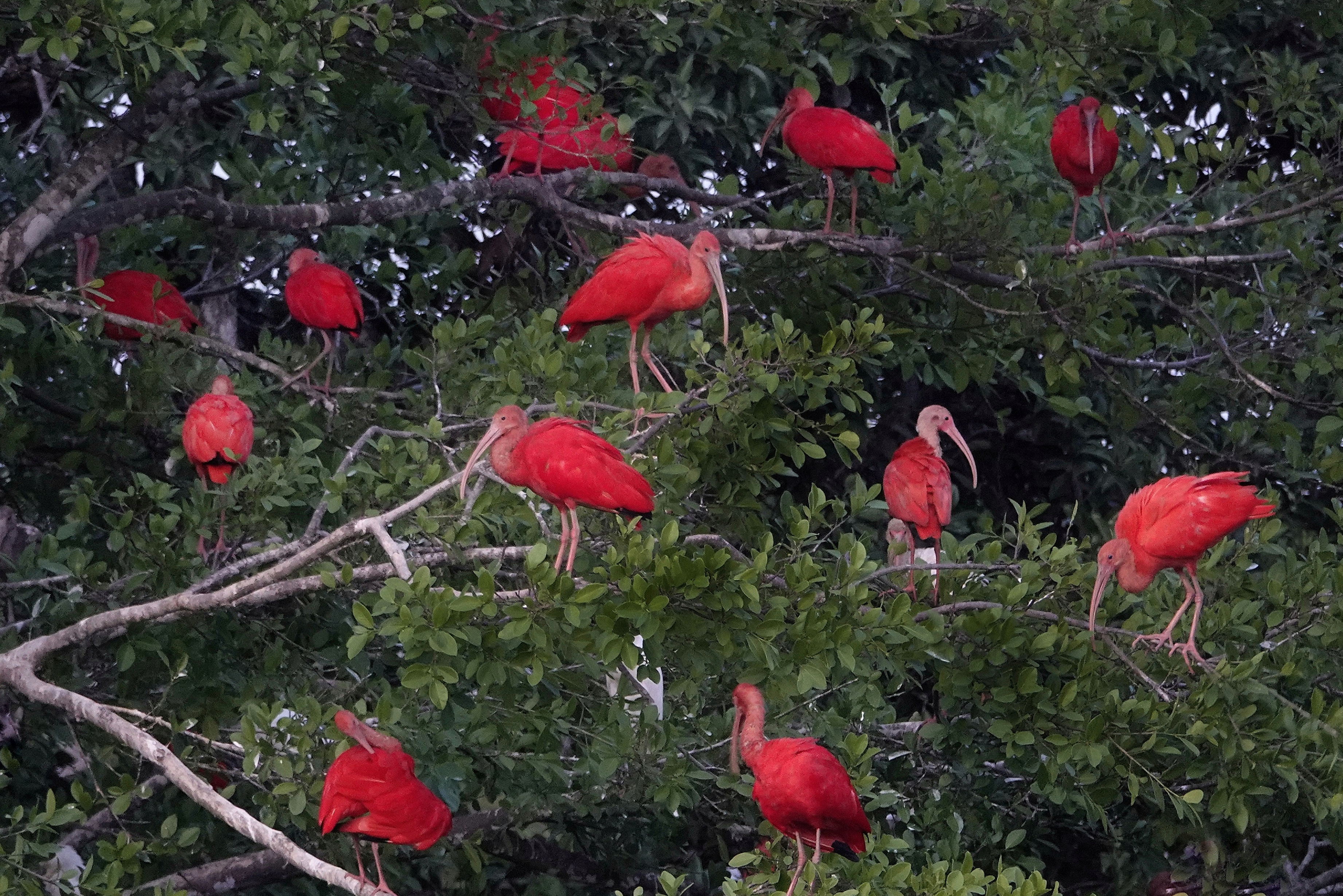 Ibis rouges